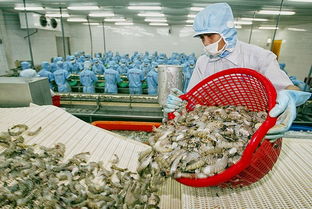 越南发挥优势克服虾类产品出口面临的困难和挑战